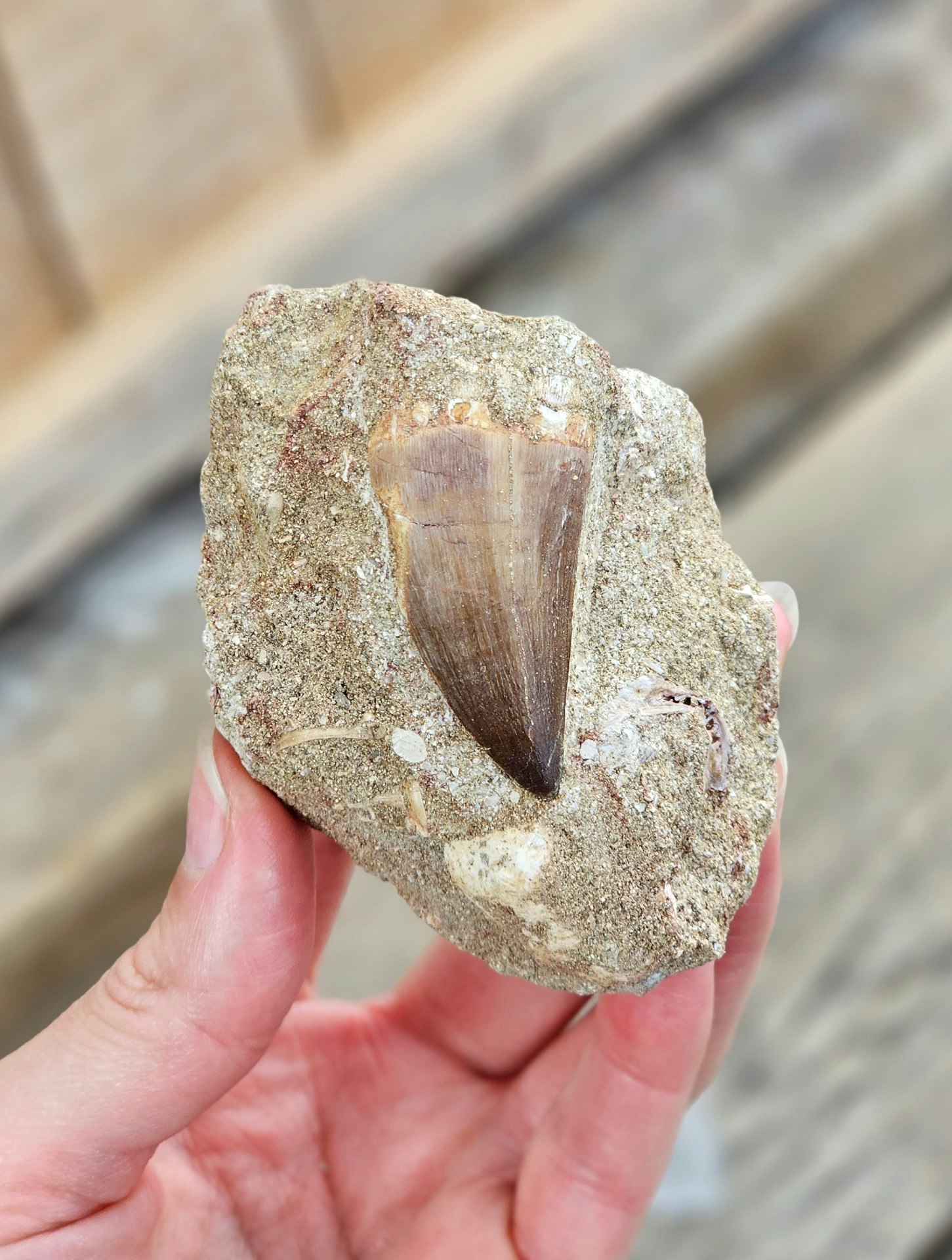 Mosasaurus tand fossil i matrix #1