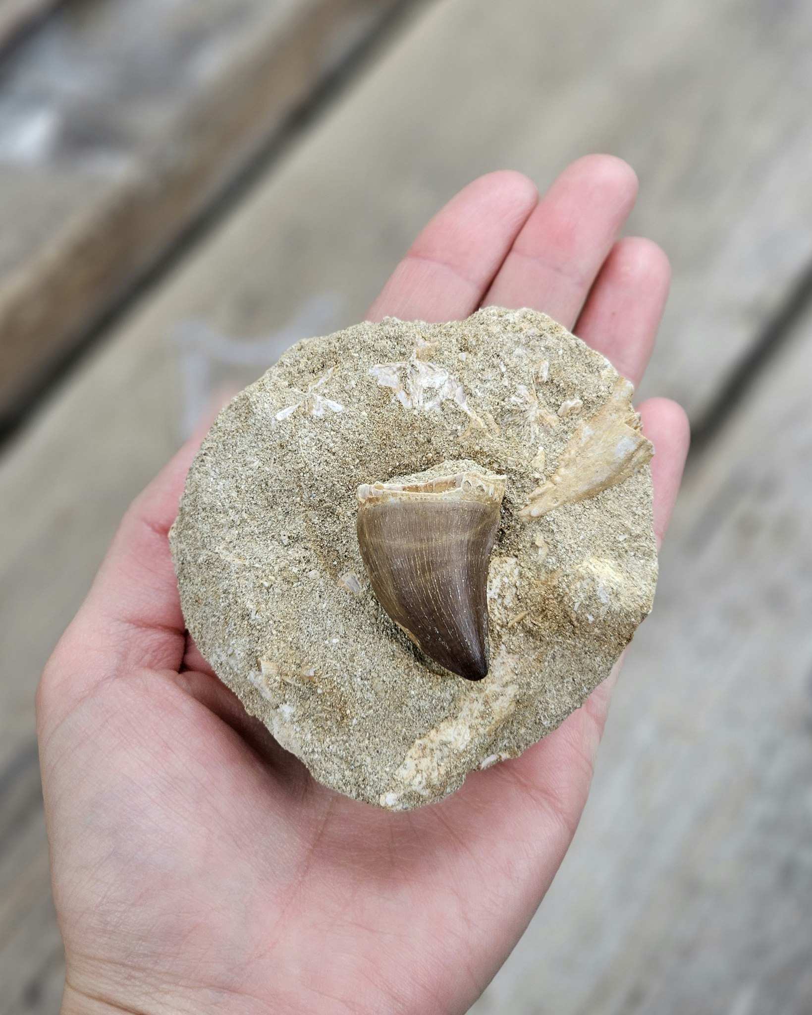 Mosasaurus tand fossil i matrix #2