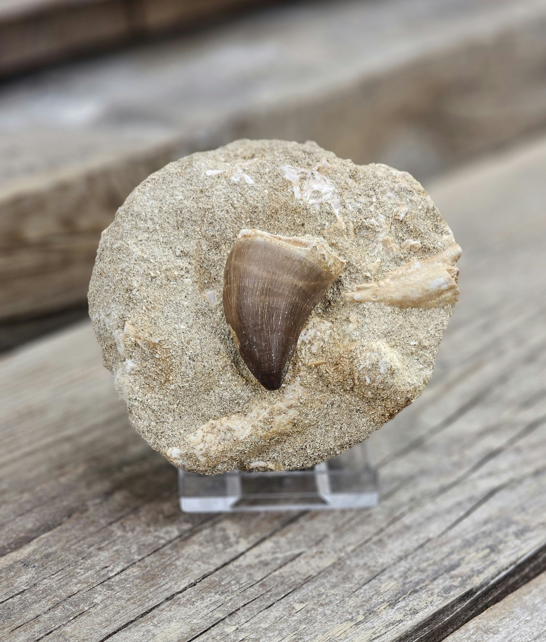 Mosasaurus tand fossil i matrix #2
