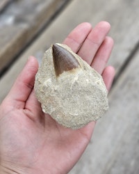 Mosasaurus tand fossil i matrix #3