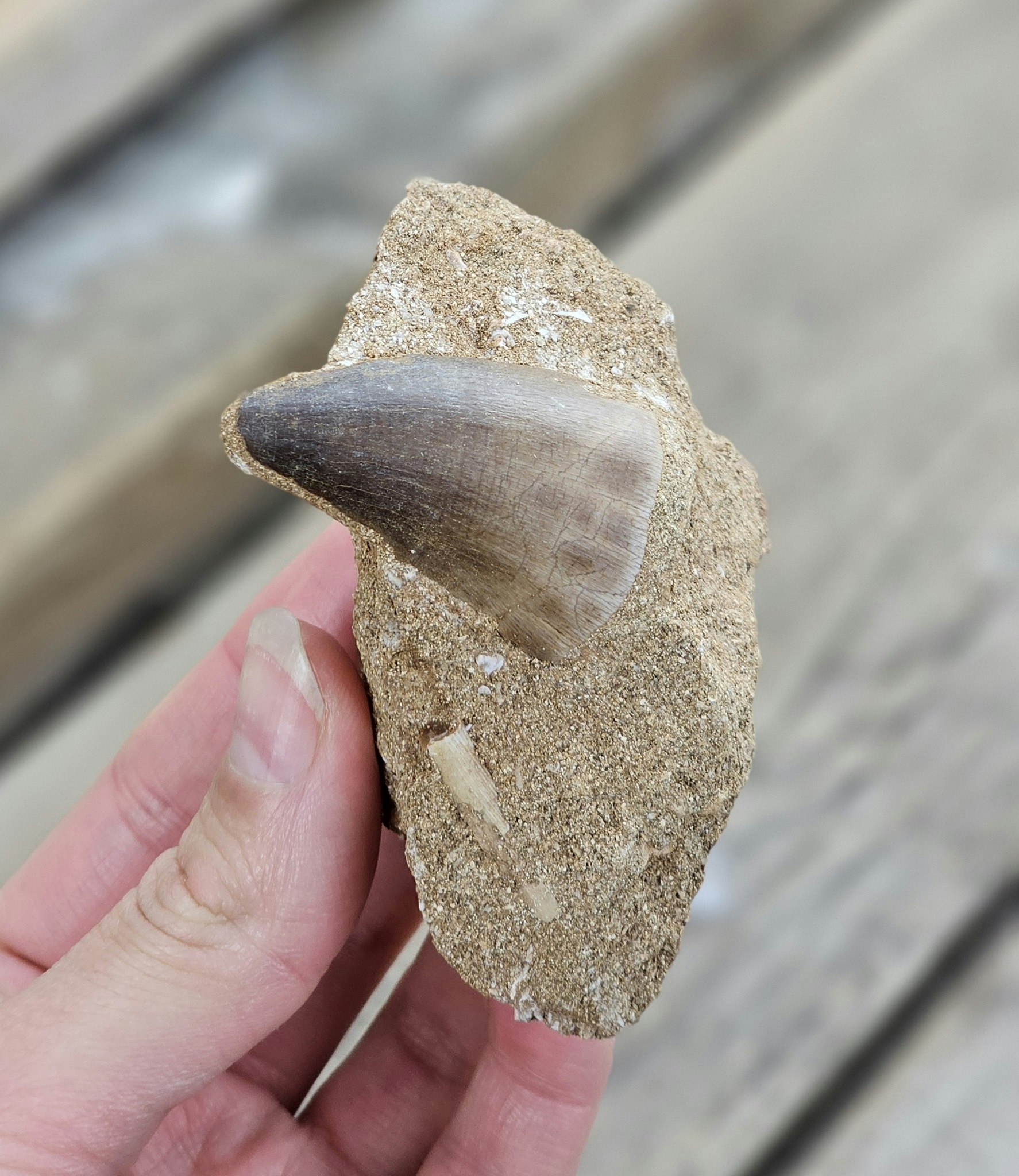 Mosasaurus tand fossil i matrix #4