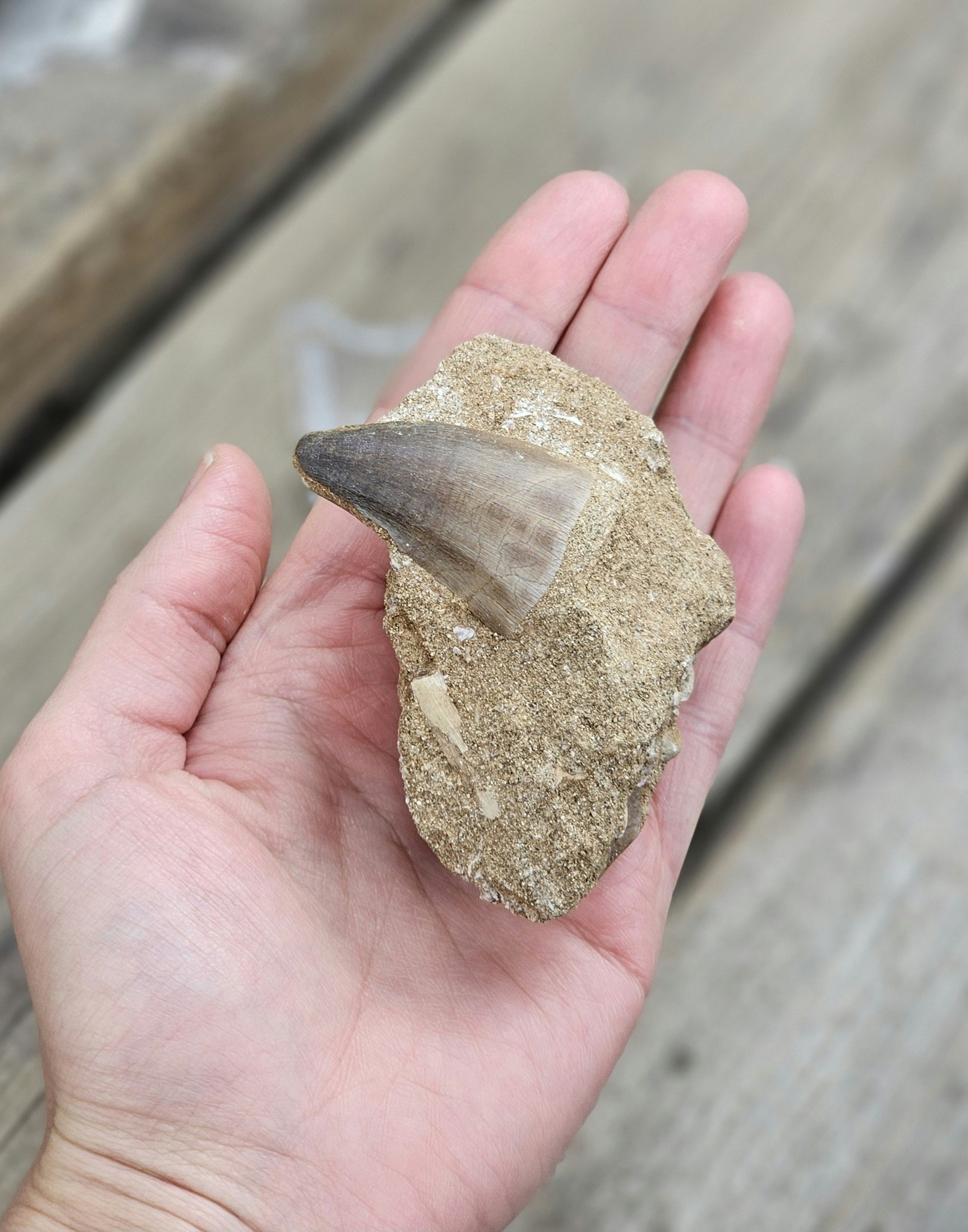 Mosasaurus tand fossil i matrix #4