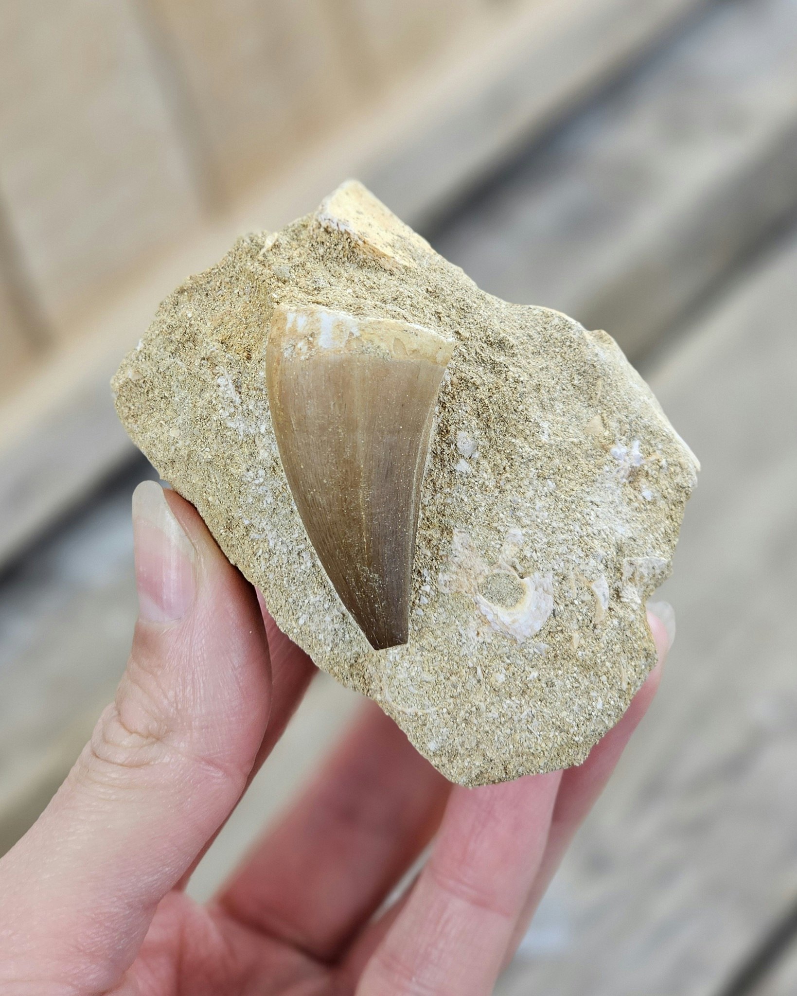 Mosasaurus tand fossil i matrix #7