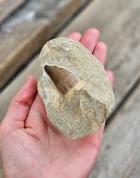 Mosasaurus tand fossil i matrix #9