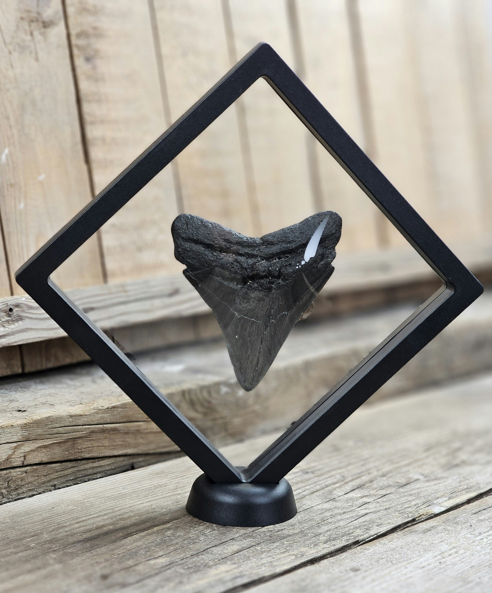 Display till kristaller/fossiler, XL svart