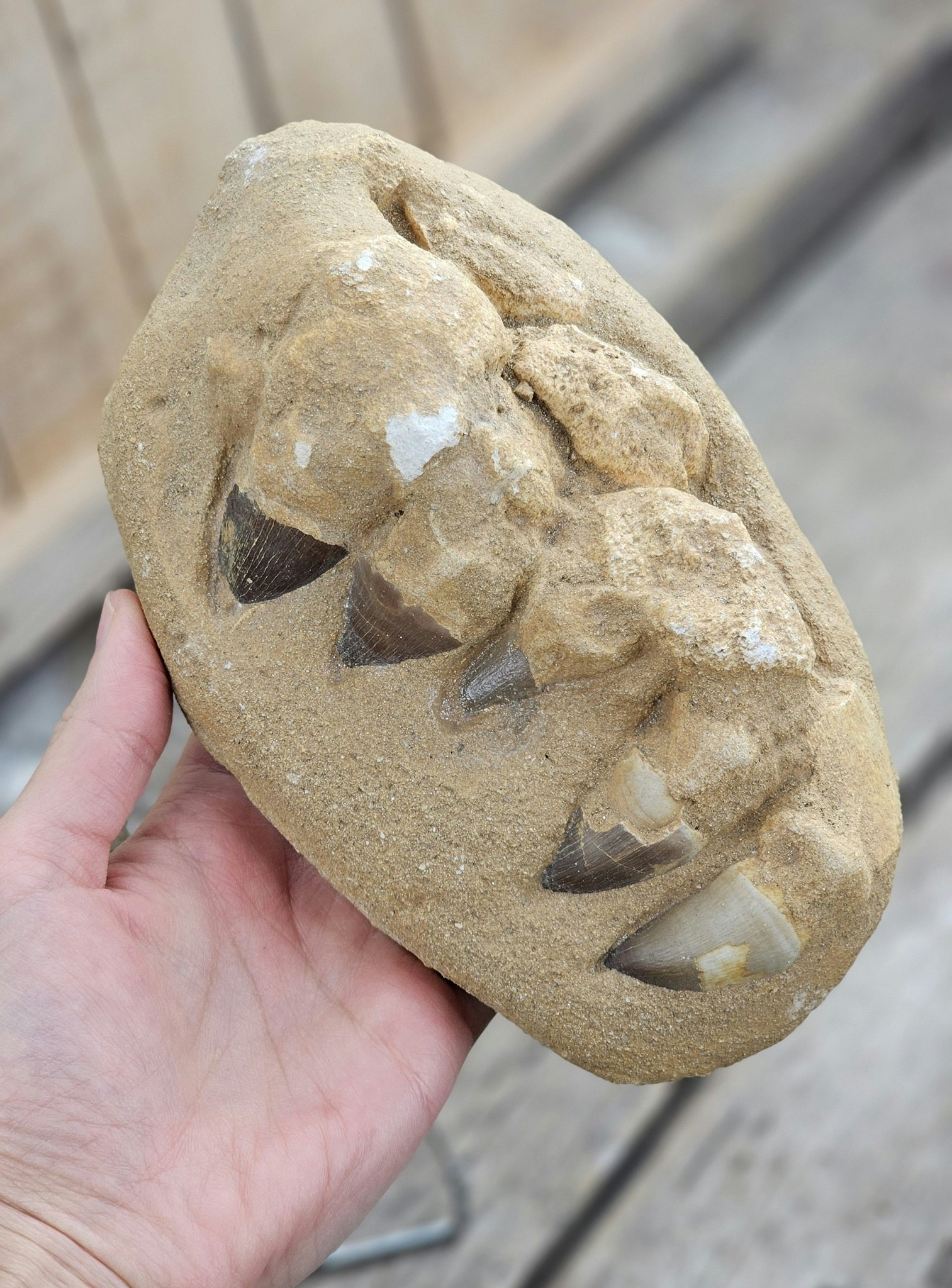 Mosasaurus tänder fossil i matrix XL #1