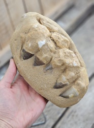 Mosasaurus tänder fossil i matrix XL #1