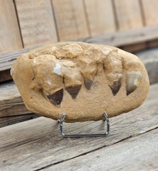 Mosasaurus tänder fossil i matrix XL #1