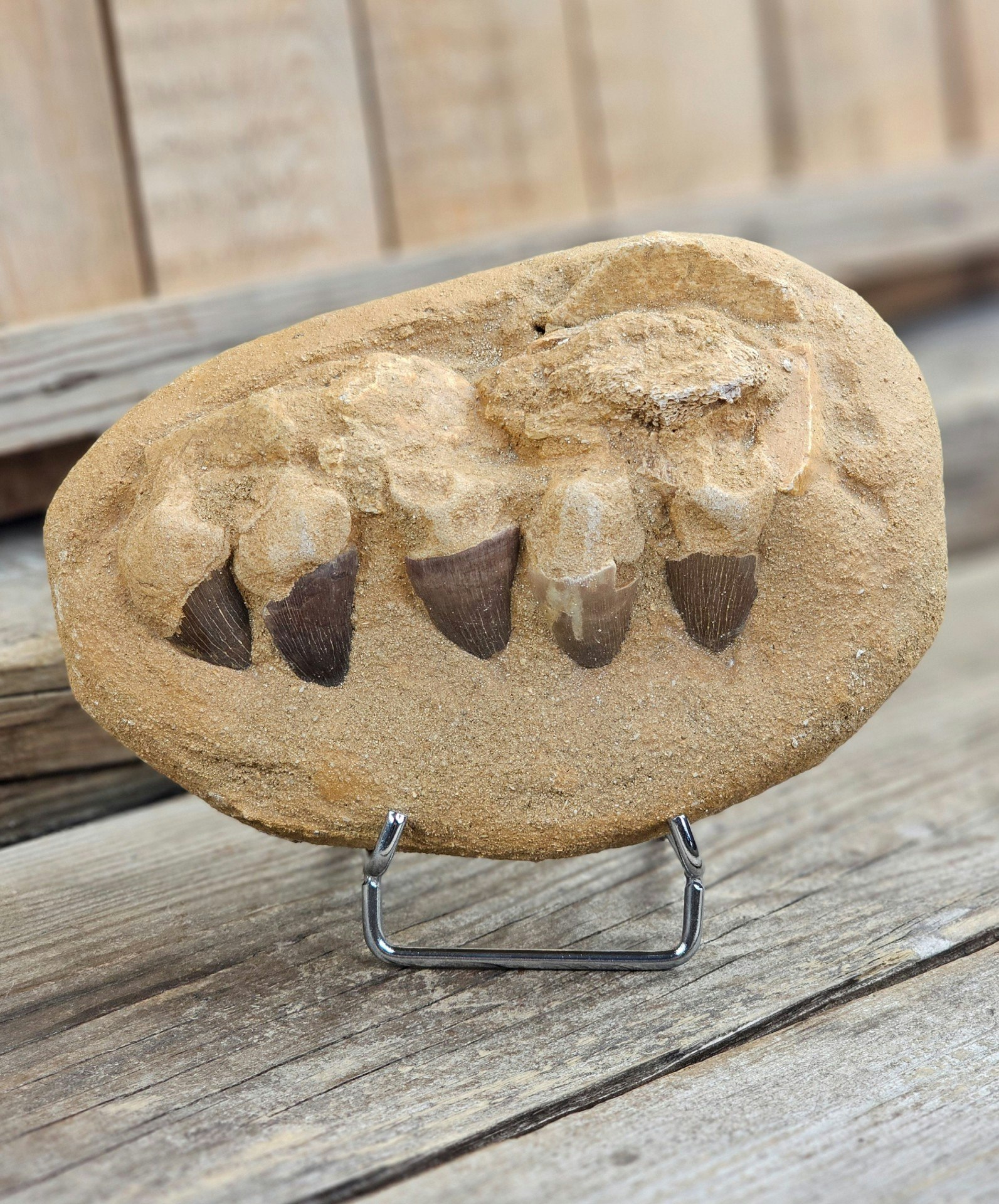 Mosasaurus tänder fossil i matrix XL #2