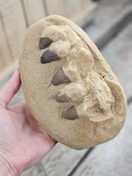 Mosasaurus tänder fossil i matrix XL #2