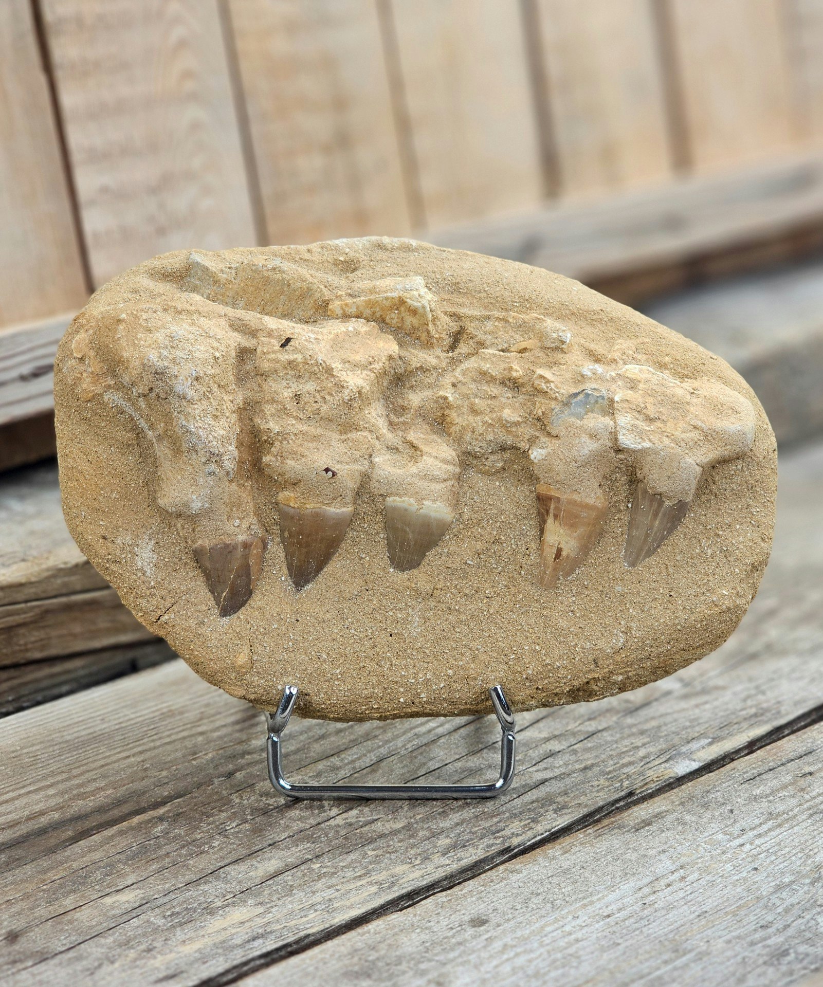 Mosasaurus tänder fossil i matrix XL #3