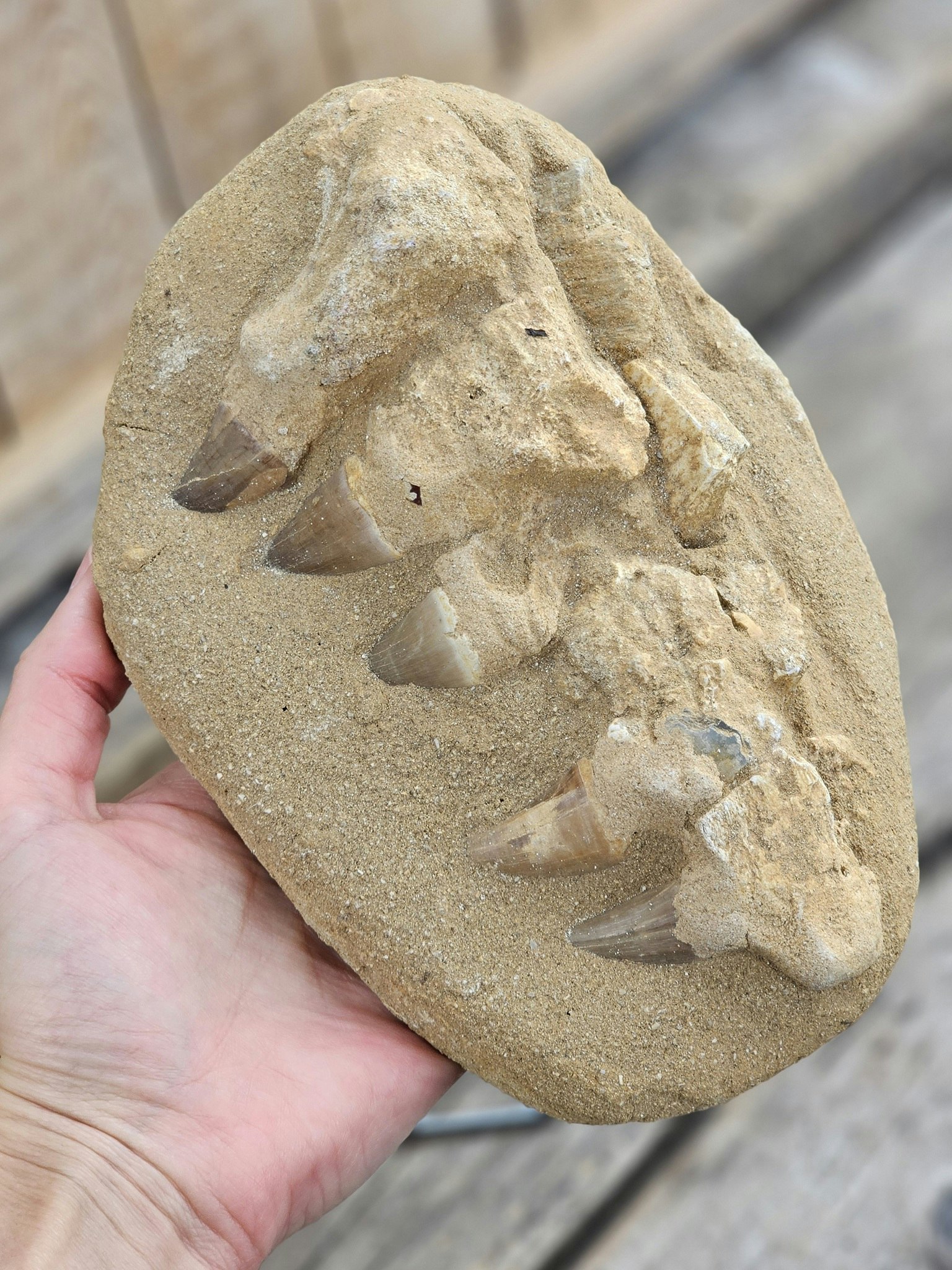 Mosasaurus tänder fossil i matrix XL #3