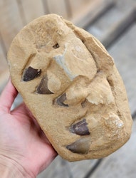 Mosasaurus tänder fossil i matrix XL #5