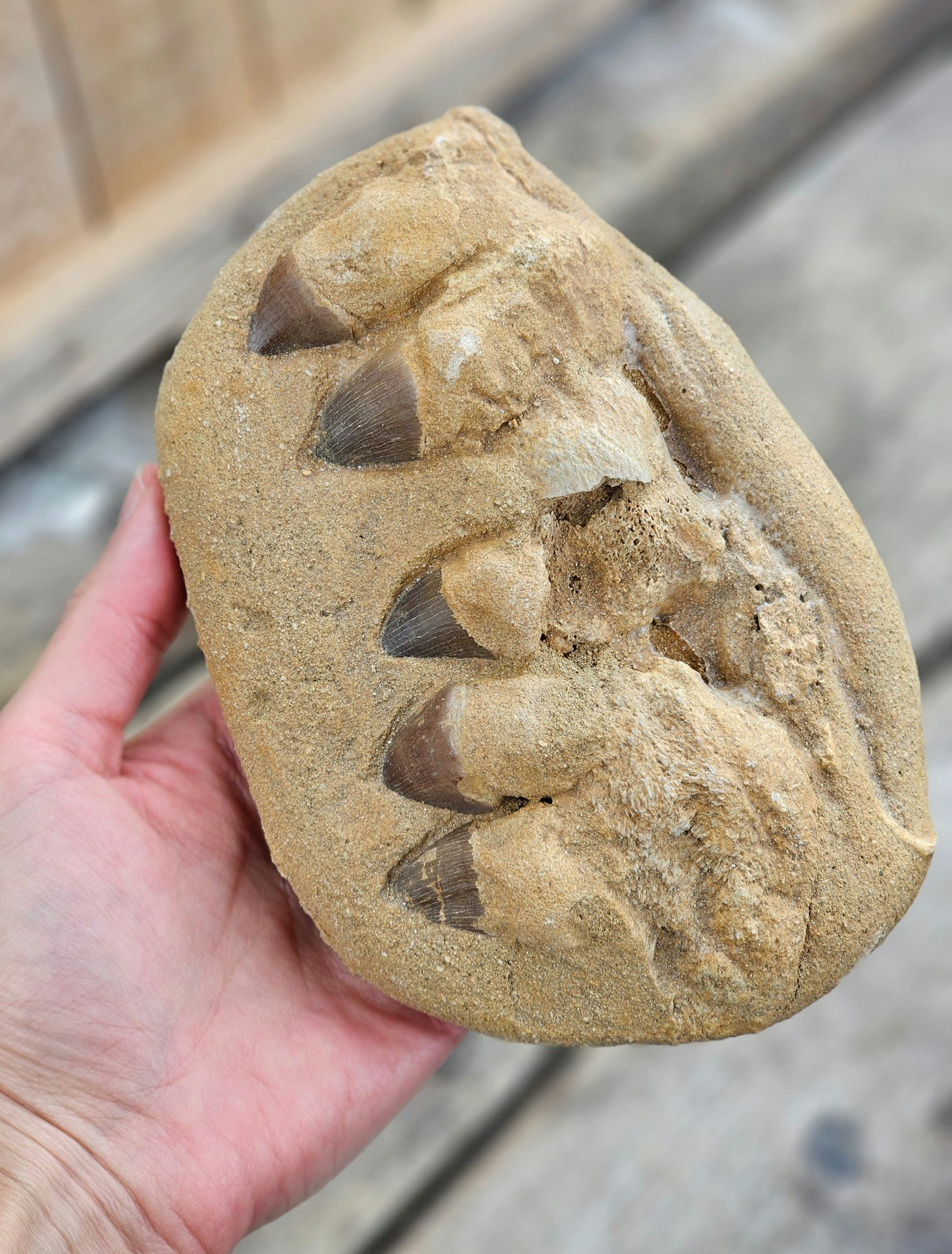Mosasaurus tänder fossil i matrix XL #6