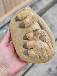 Mosasaurus tänder fossil i matrix XL #6
