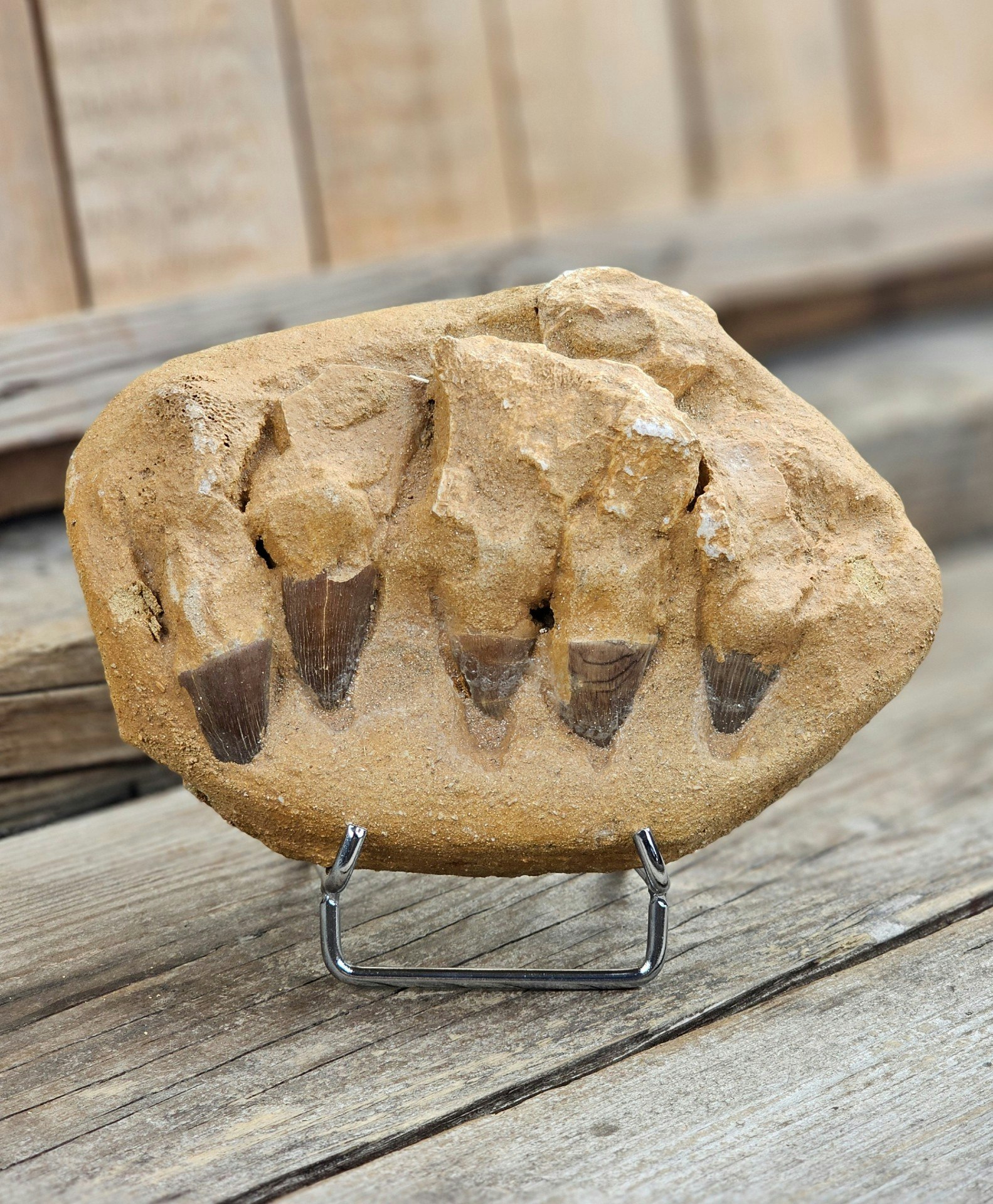 Mosasaurus tänder fossil i matrix XL #7