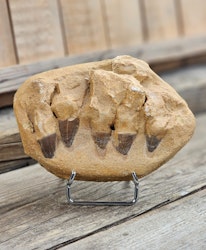 Mosasaurus tänder fossil i matrix XL #7
