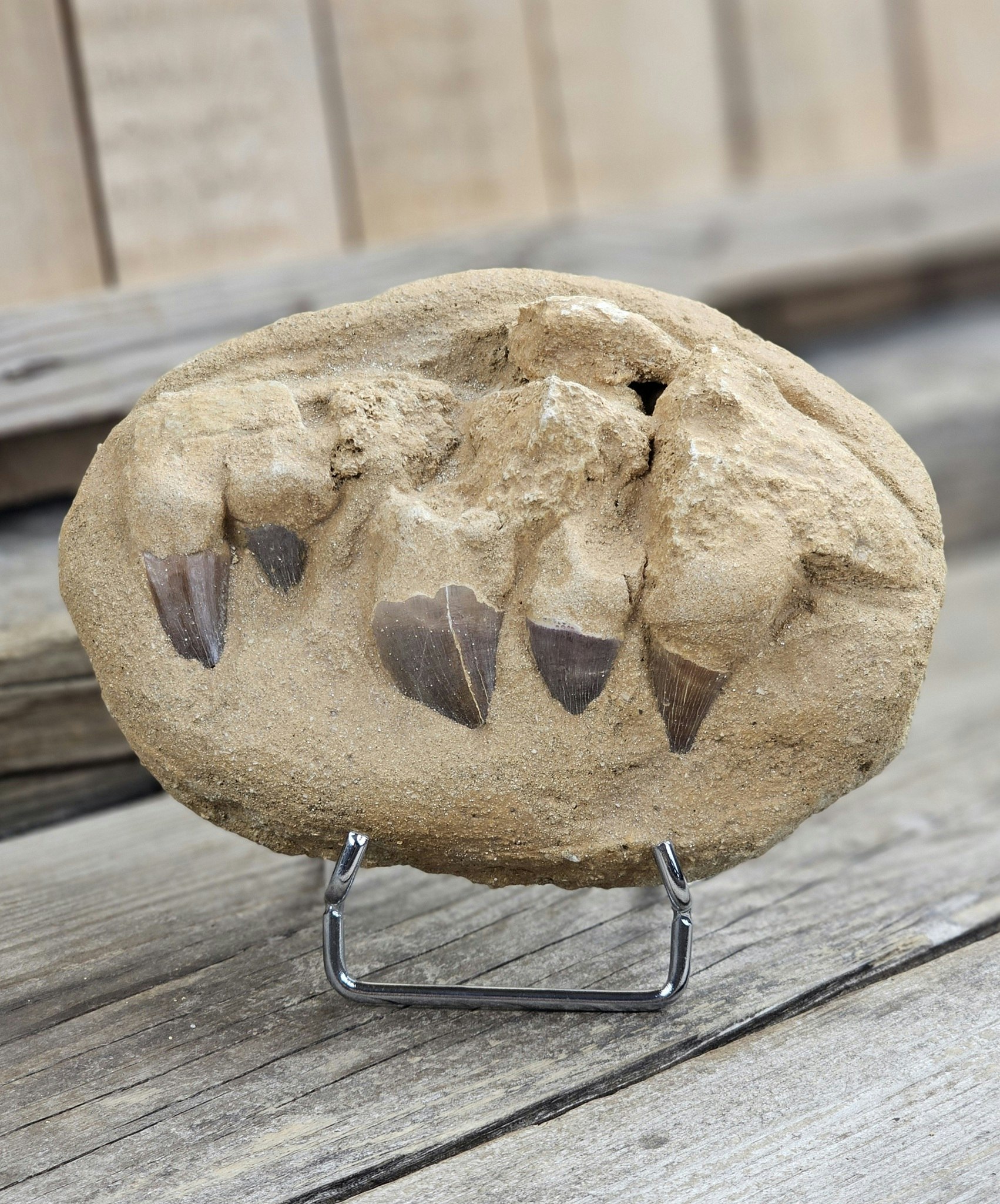 Mosasaurus tänder fossil i matrix XL #9
