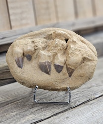 Mosasaurus tänder fossil i matrix XL #9