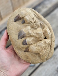 Mosasaurus tänder fossil i matrix XL #9