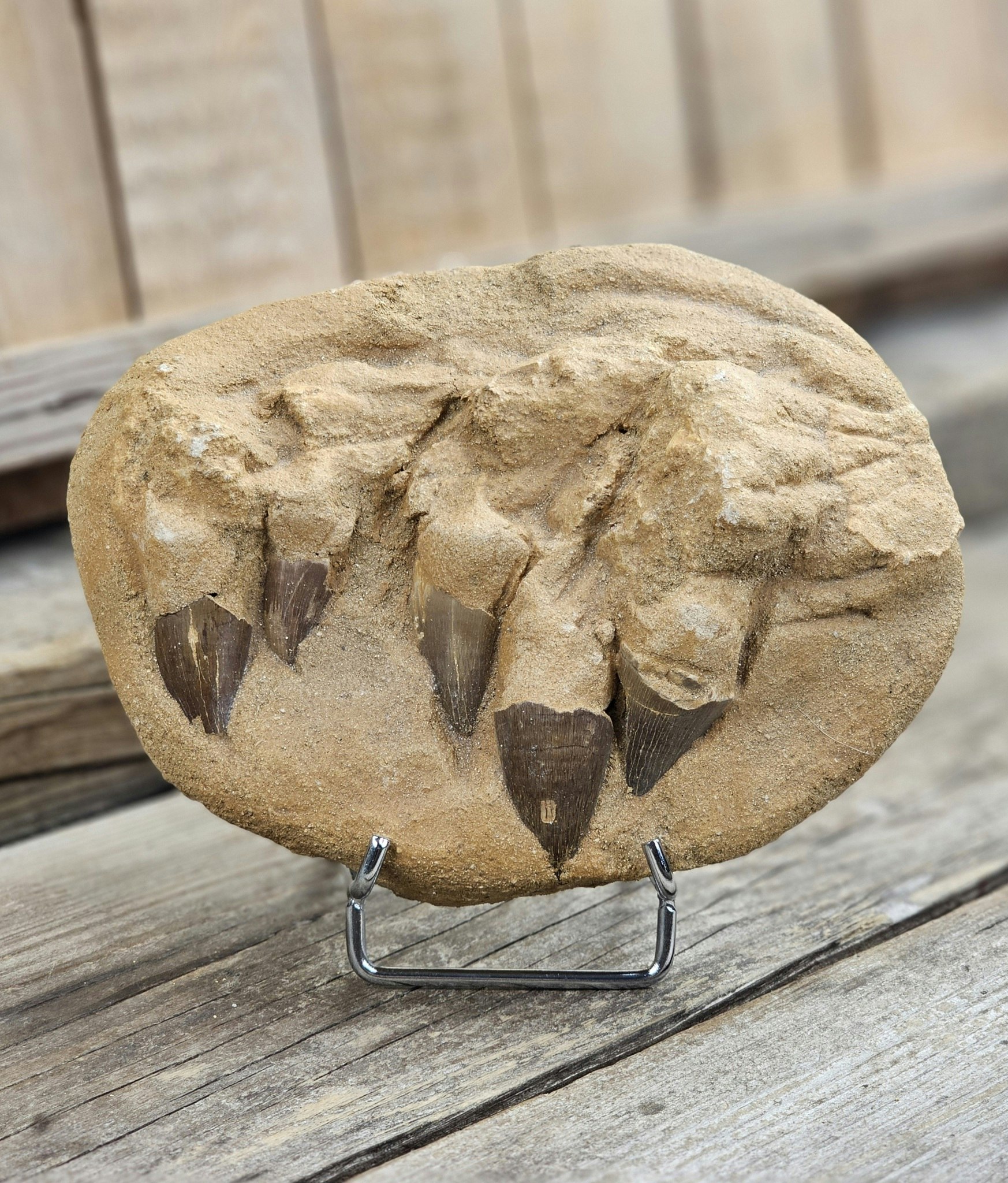 Mosasaurus tänder fossil i matrix XL #10
