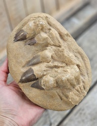 Mosasaurus tänder fossil i matrix XL #10