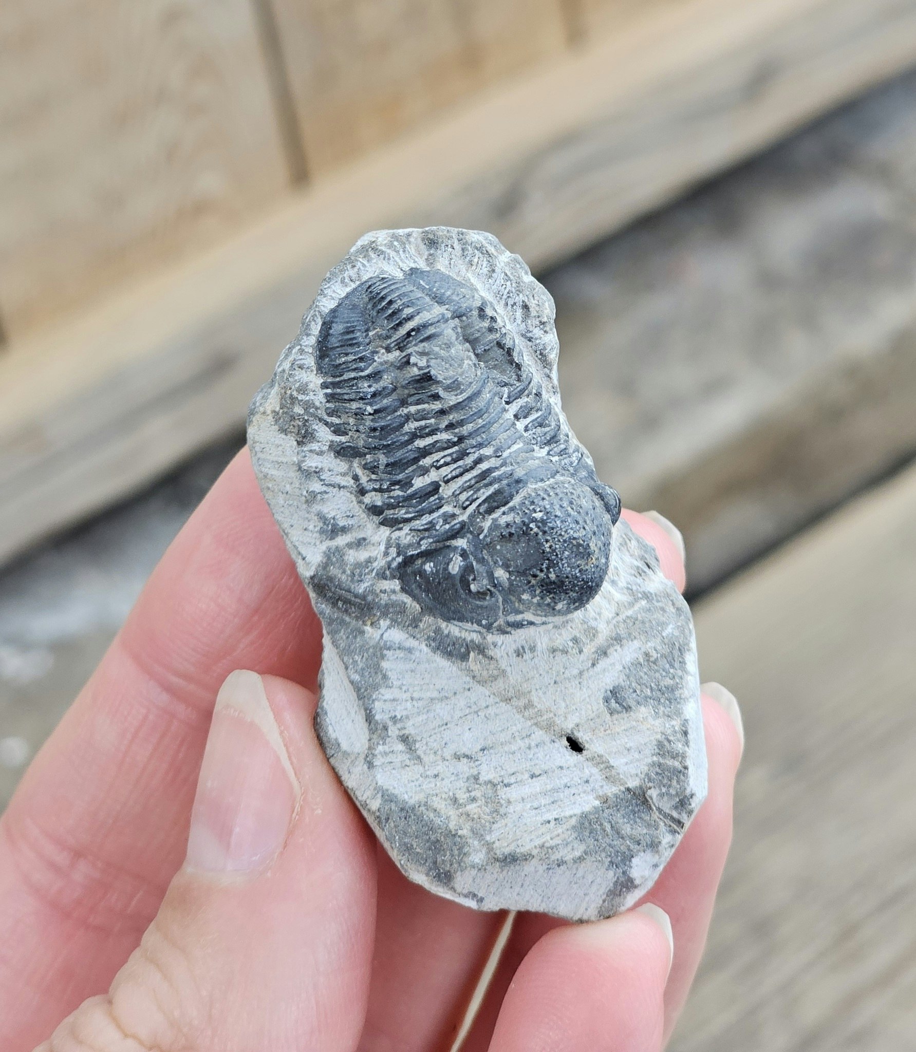 Trilobit Phacops i Matrix #1