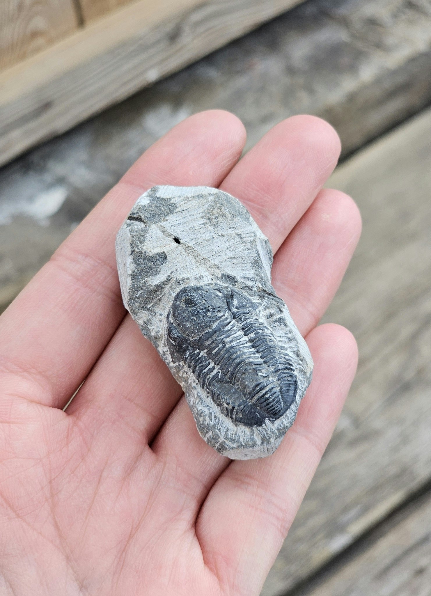 Trilobit Phacops i Matrix #1