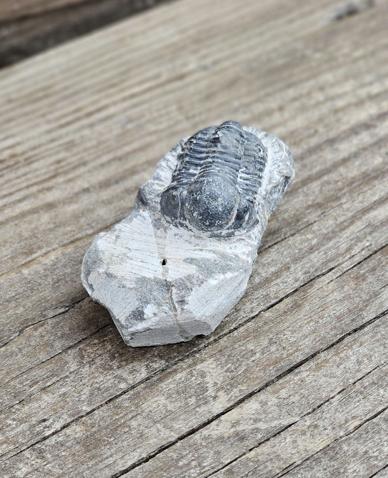 Trilobit Phacops i Matrix #1