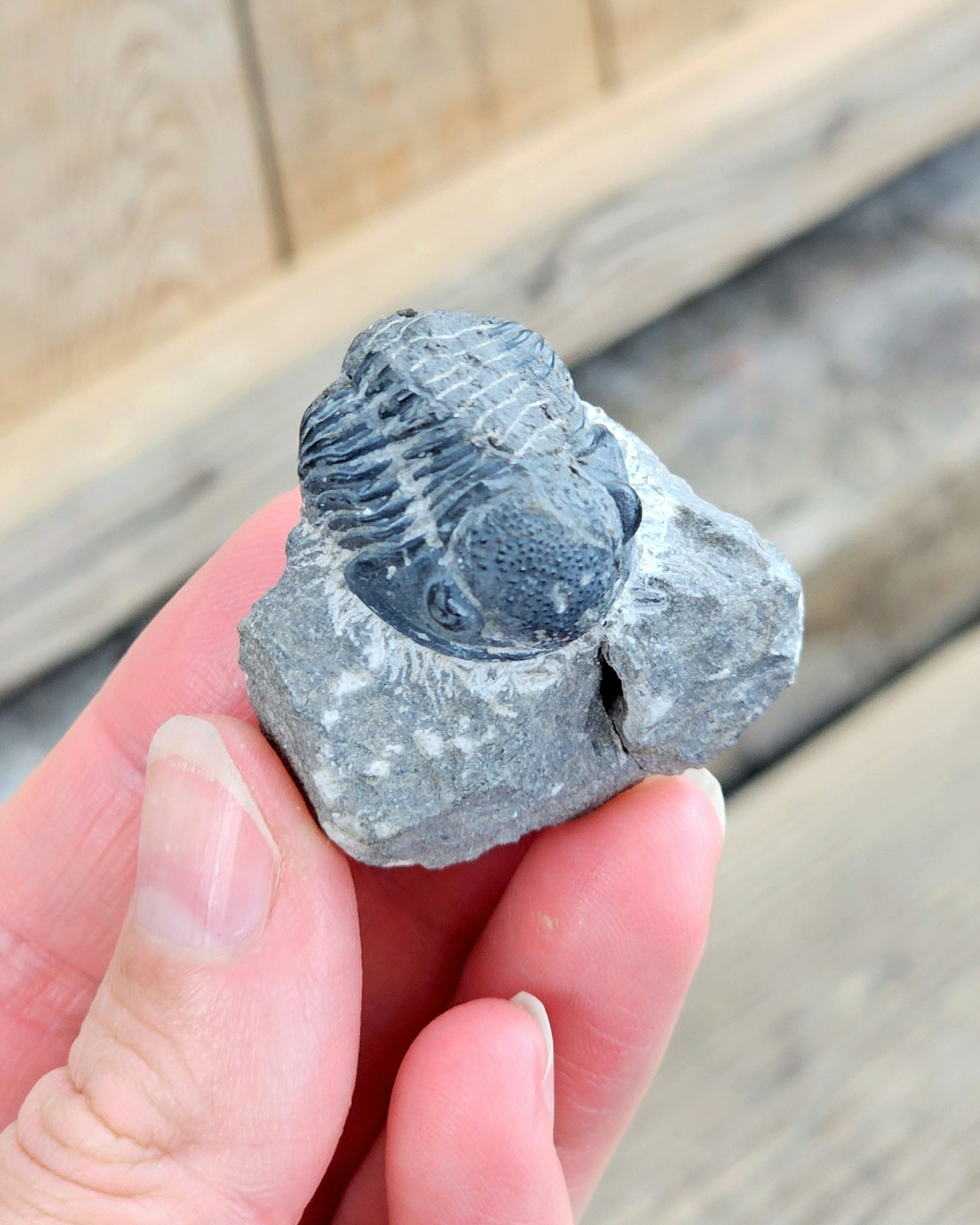 Trilobit Phacops i Matrix #2