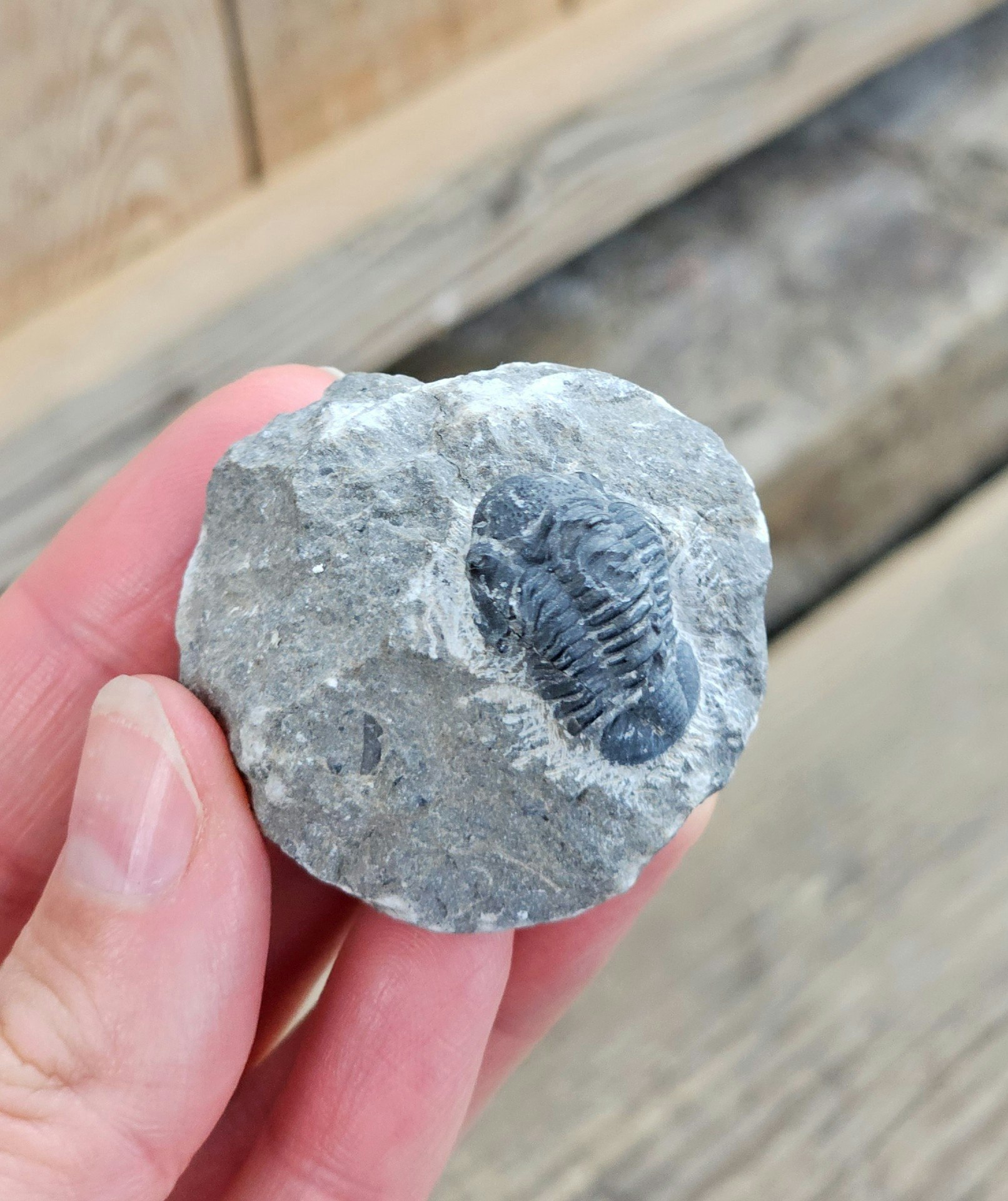 Trilobit Phacops i Matrix #3