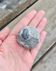 Trilobit Phacops i Matrix #3
