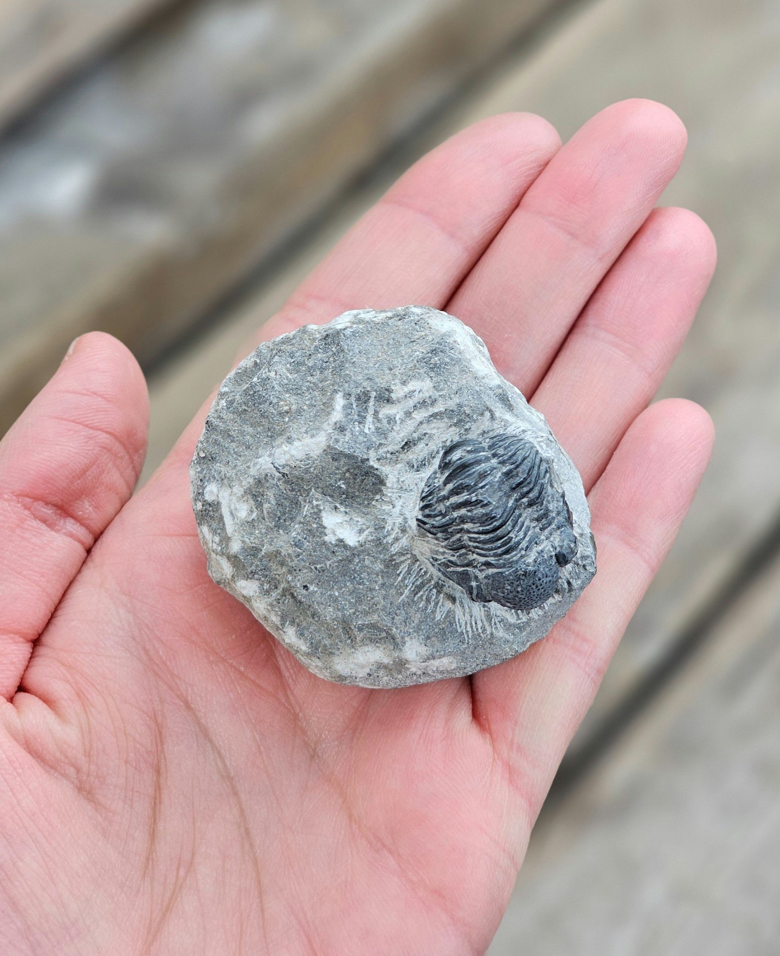 Trilobit Phacops i Matrix #4