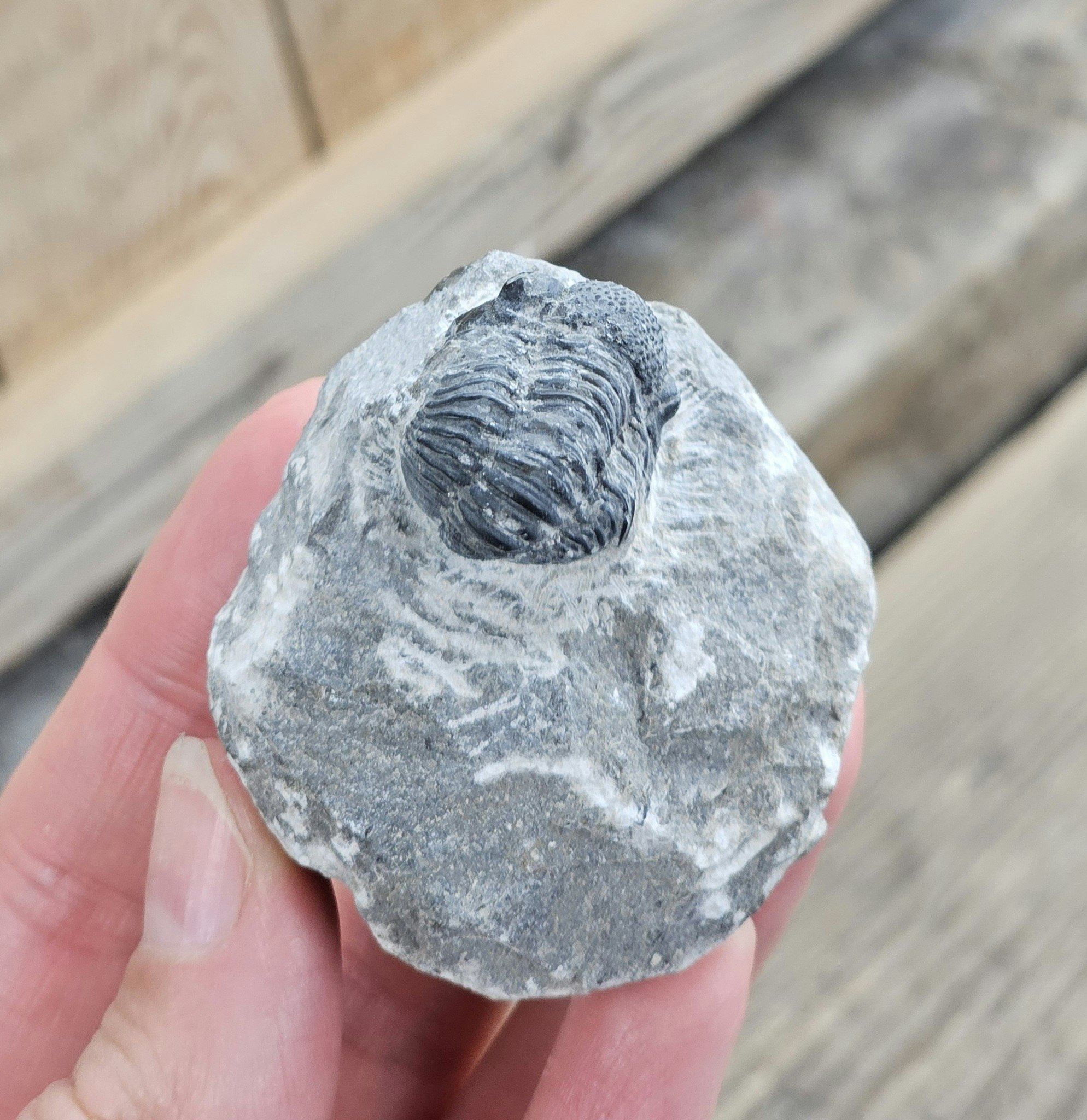 Trilobit Phacops i Matrix #4