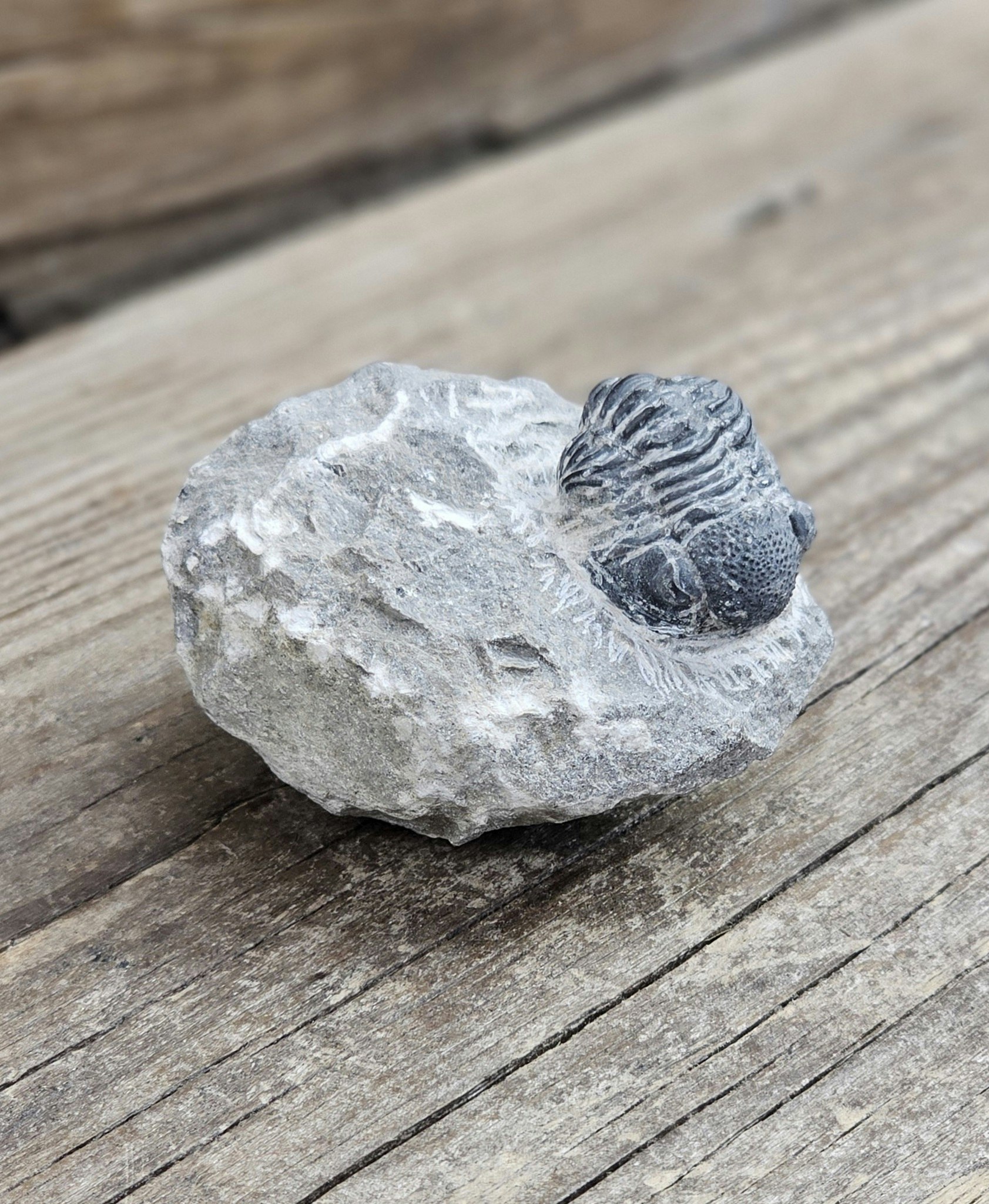 Trilobit Phacops i Matrix #4