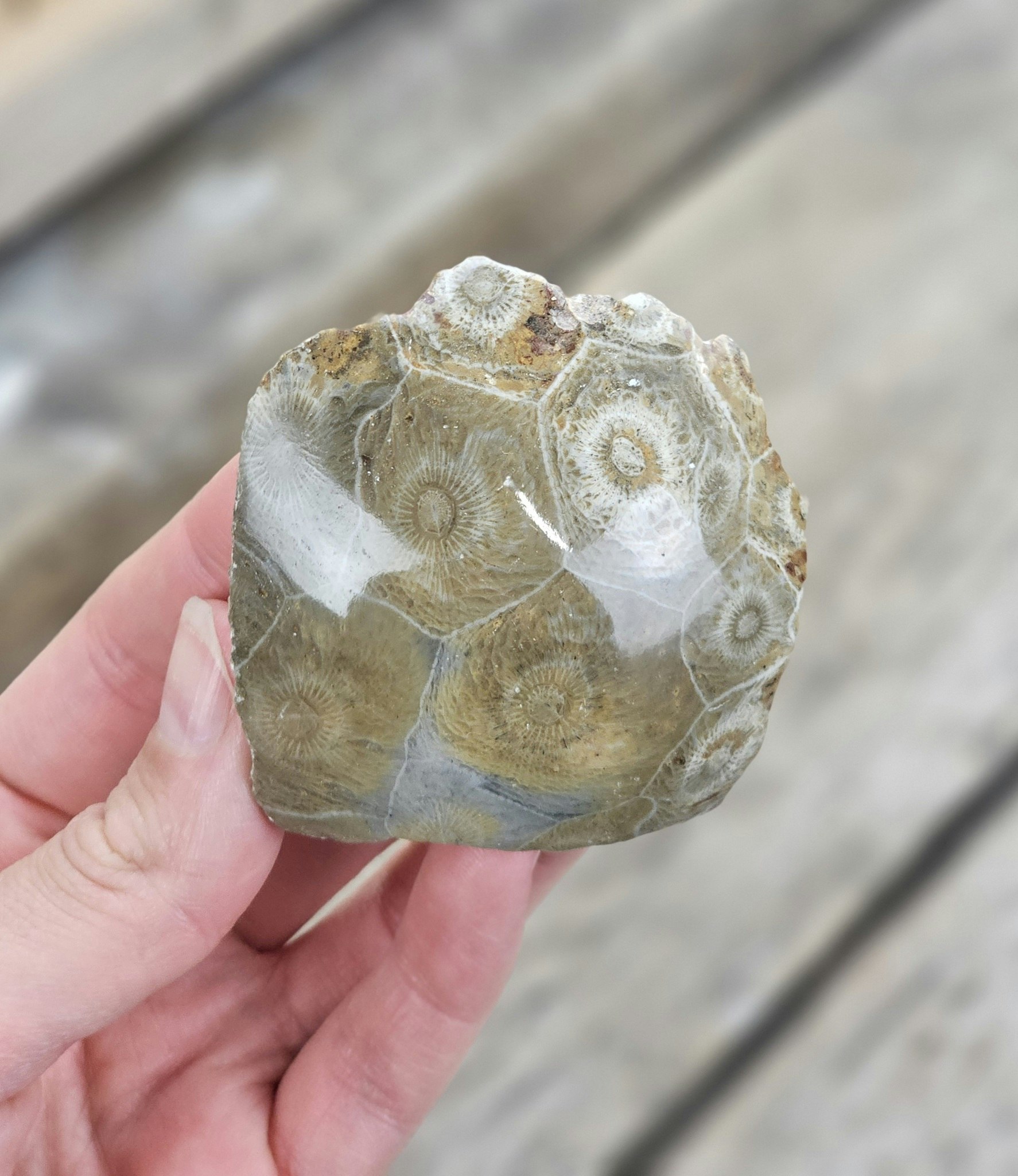 Förstenad Korall fossil (Hexagonaria) #2