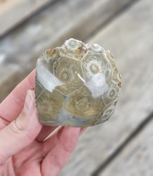 Förstenad Korall fossil (Hexagonaria) #2