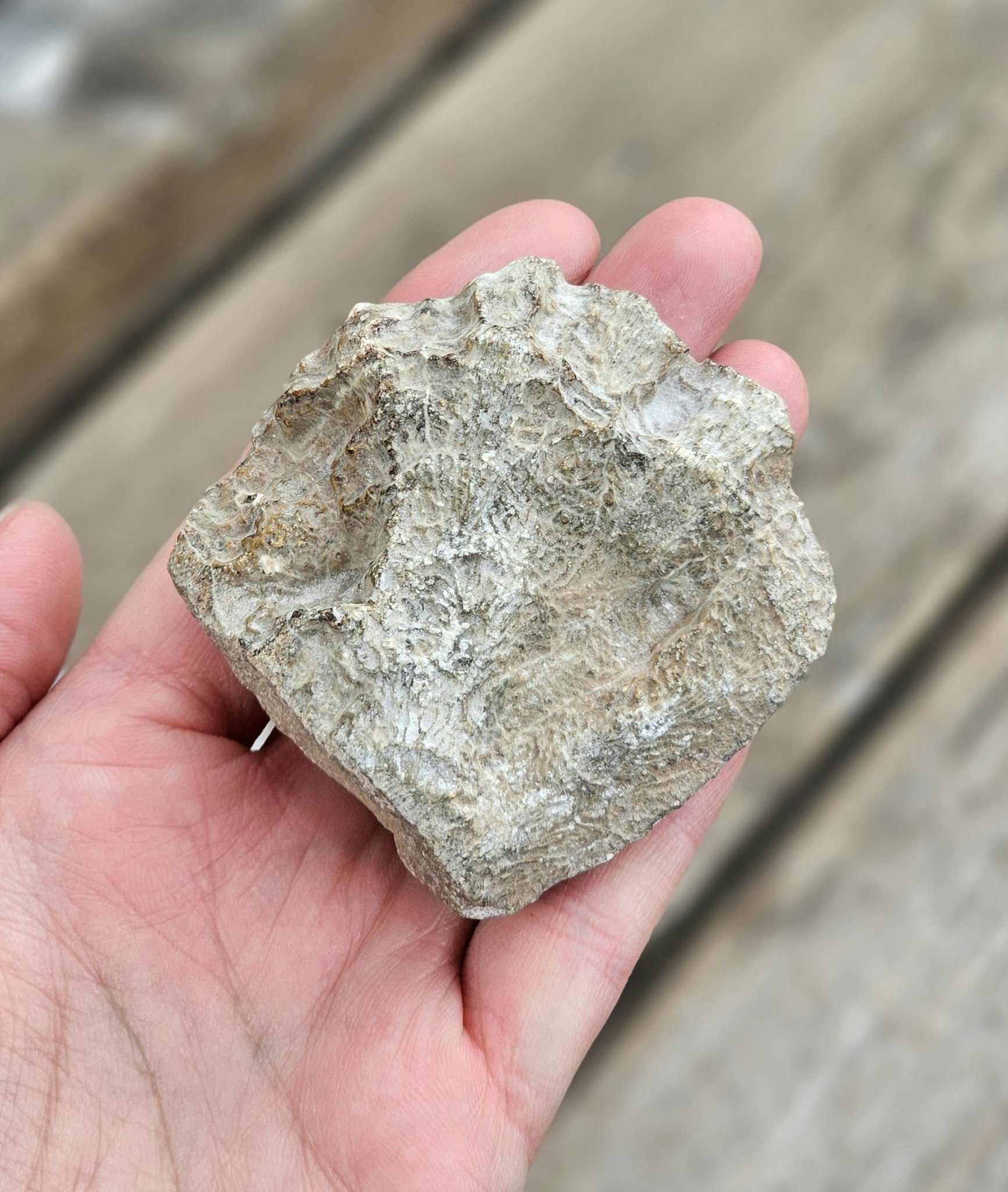 Förstenad Korall fossil (Hexagonaria) #2