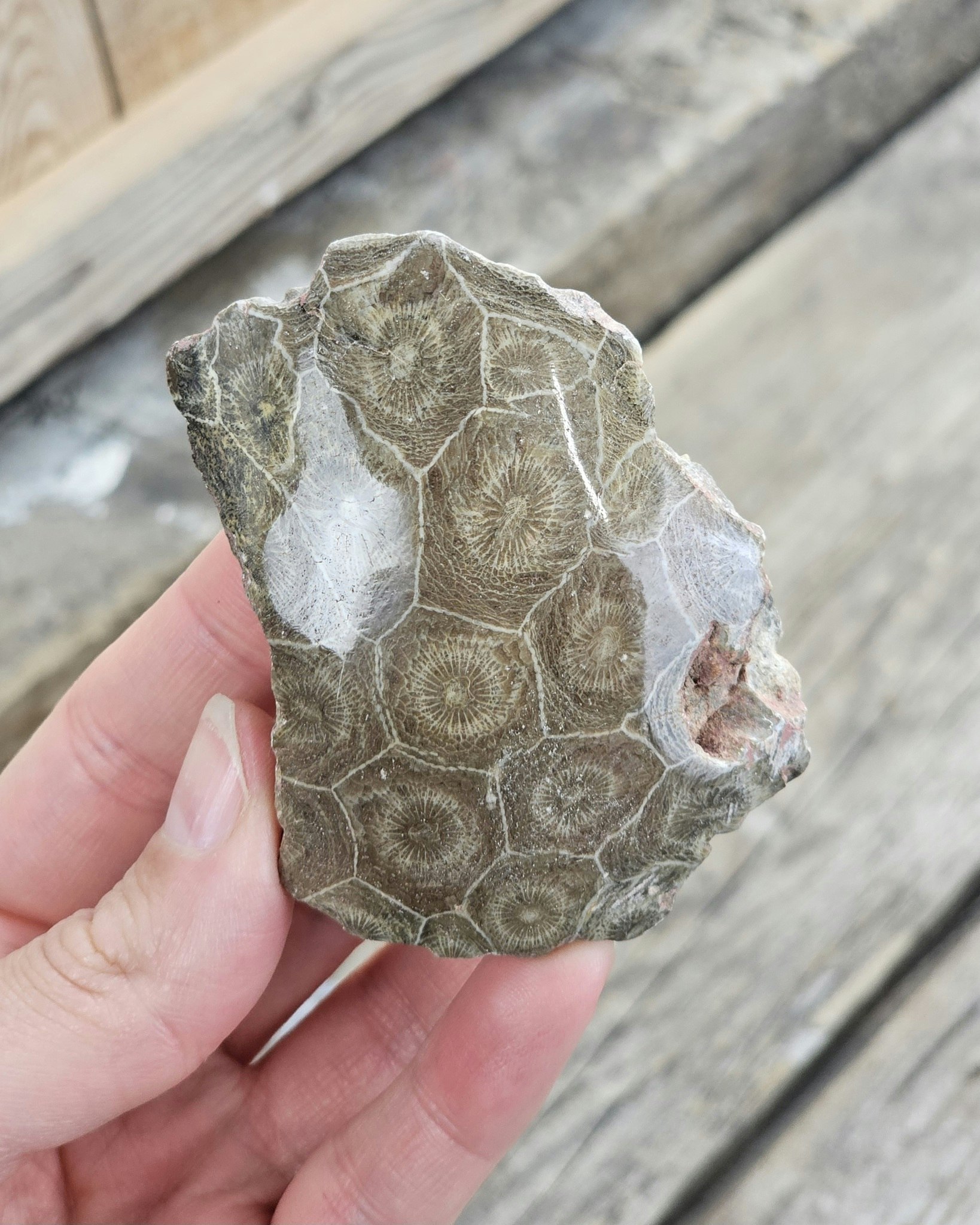 Förstenad Korall fossil (Hexagonaria) #4