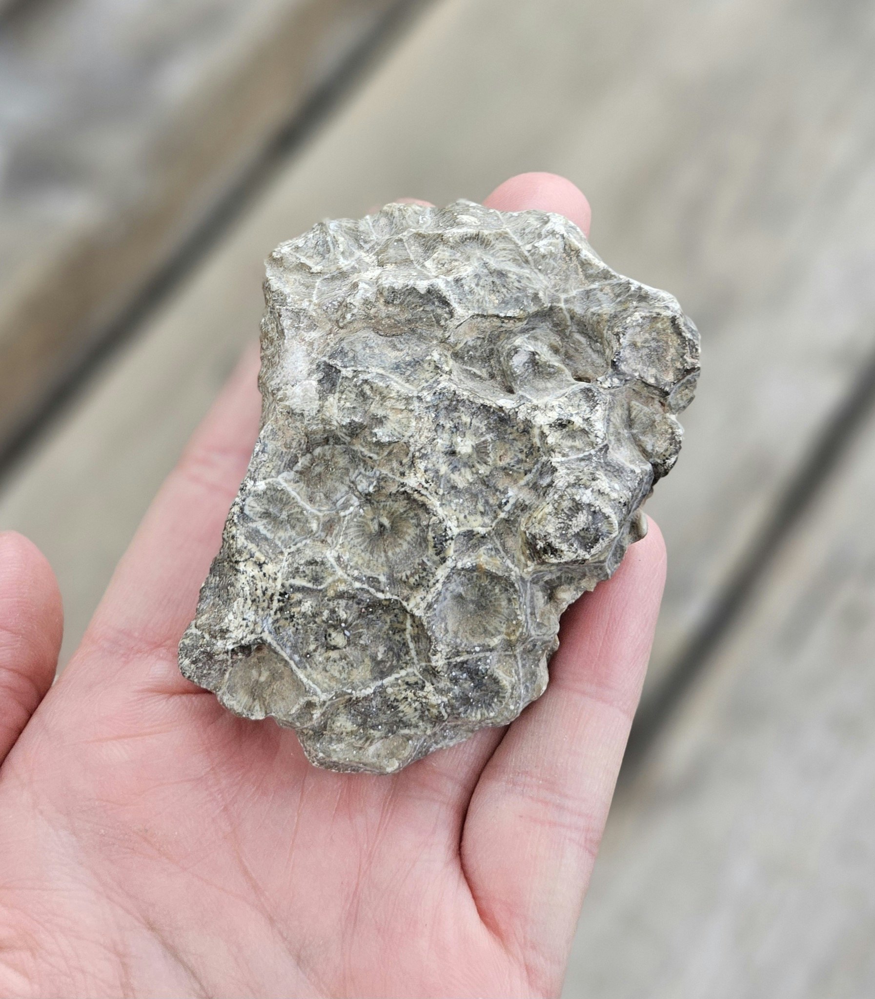 Förstenad Korall fossil (Hexagonaria) #4
