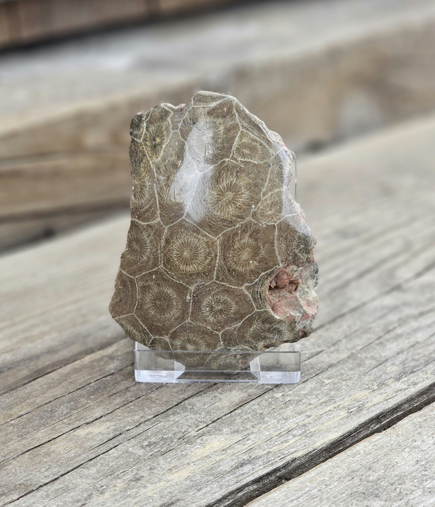 Förstenad Korall fossil (Hexagonaria) #4