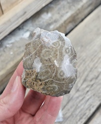 Förstenad Korall fossil (Hexagonaria) #5