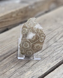Förstenad Korall fossil (Hexagonaria) #6