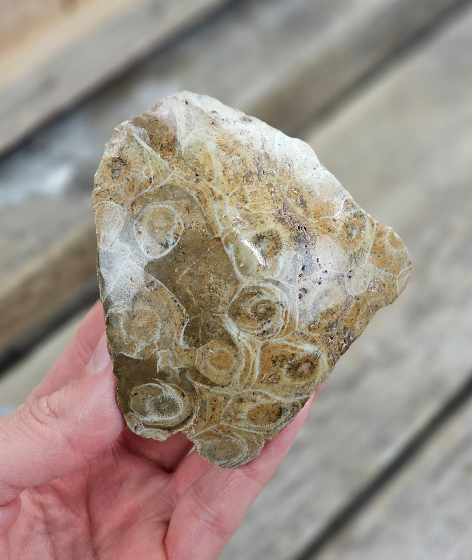 Förstenad Korall fossil (Hexagonaria) #10