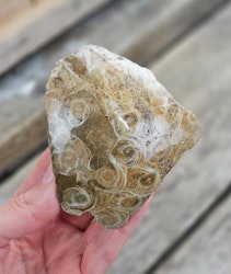 Förstenad Korall fossil (Hexagonaria) #10