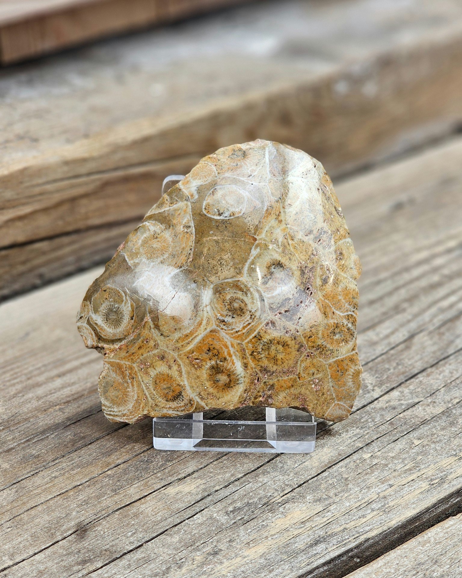 Förstenad Korall fossil (Hexagonaria) #10