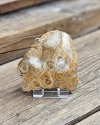 Förstenad Korall fossil (Hexagonaria) #10