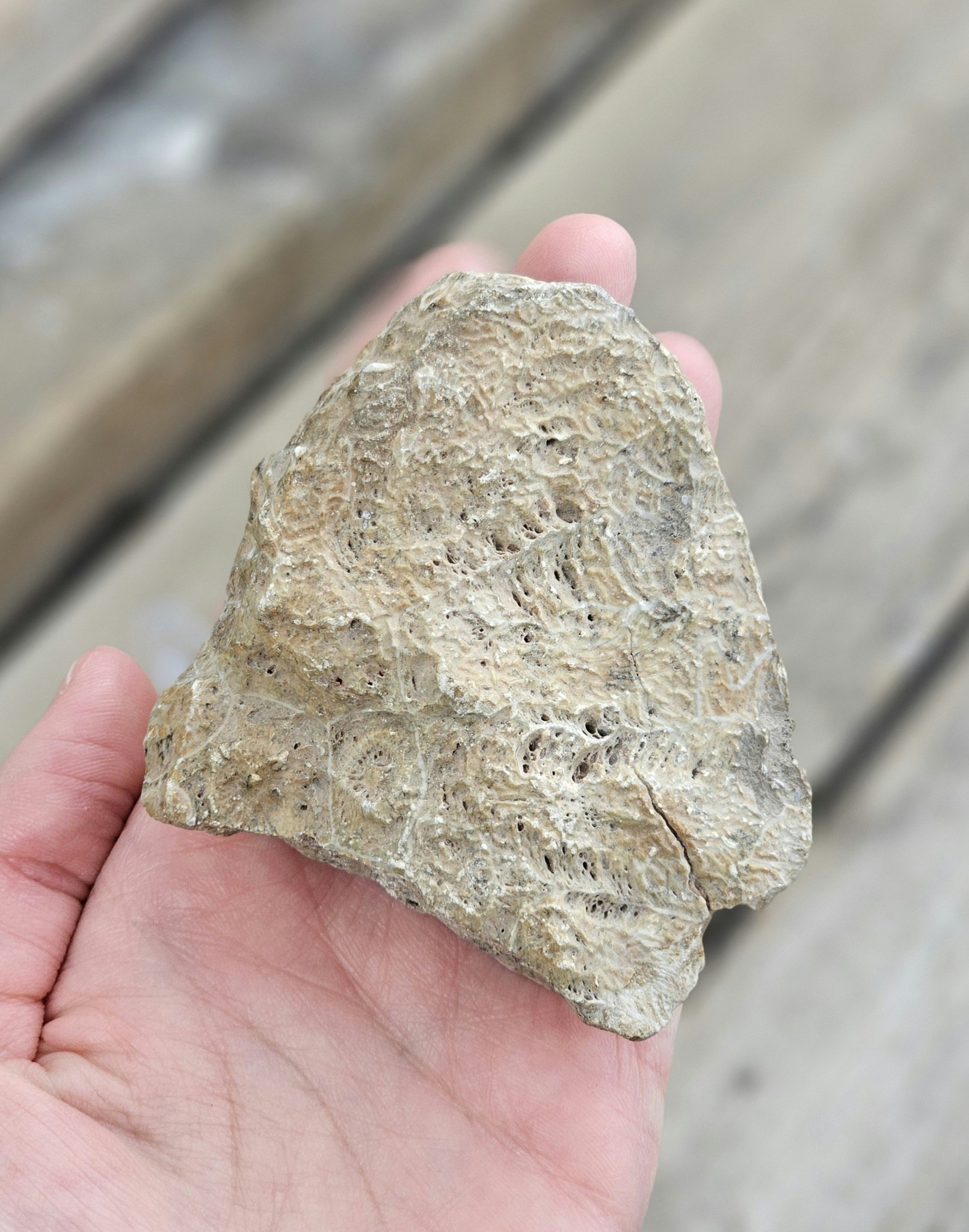 Förstenad Korall fossil (Hexagonaria) #10