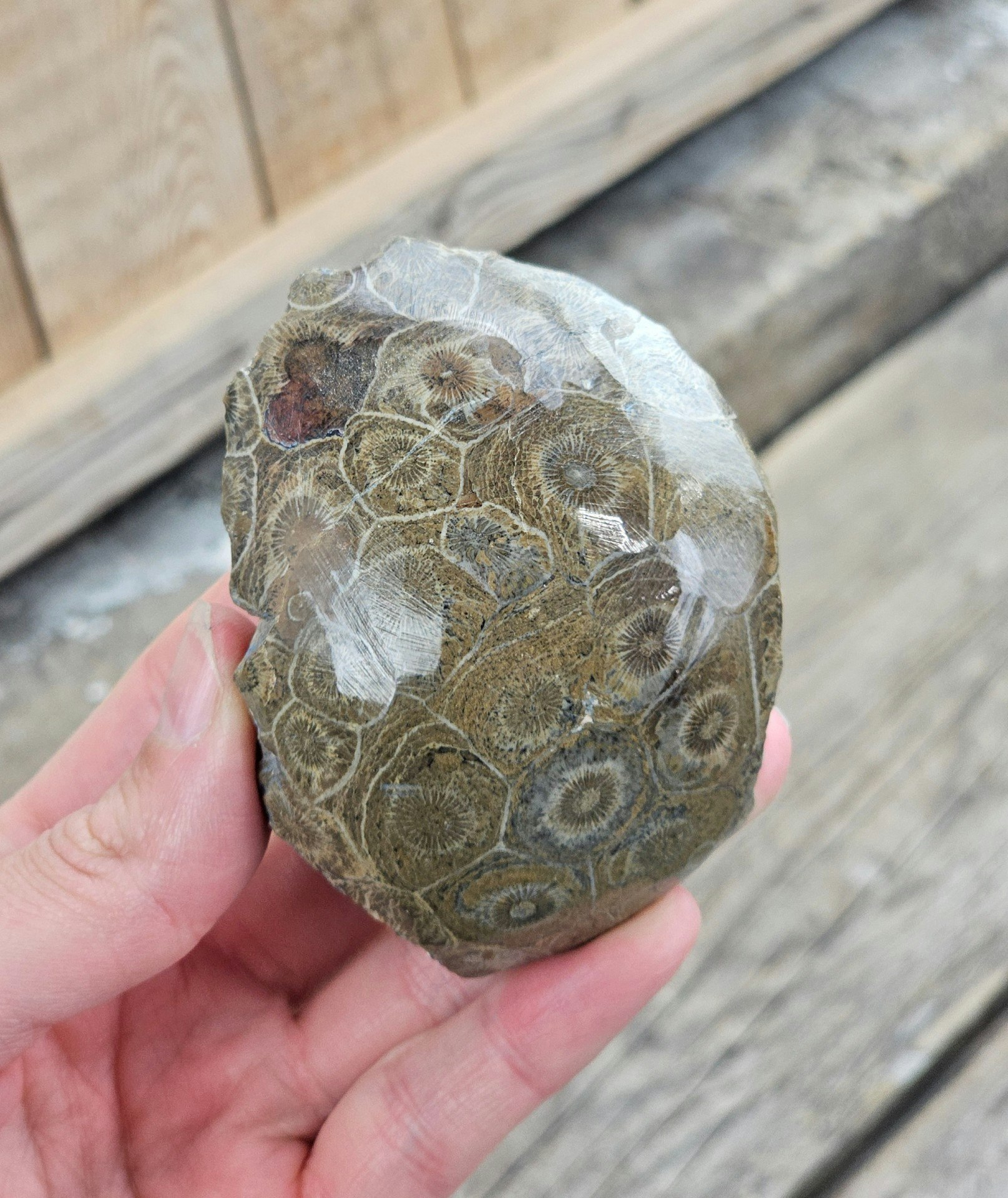 Förstenad Korall fossil (Hexagonaria) #12