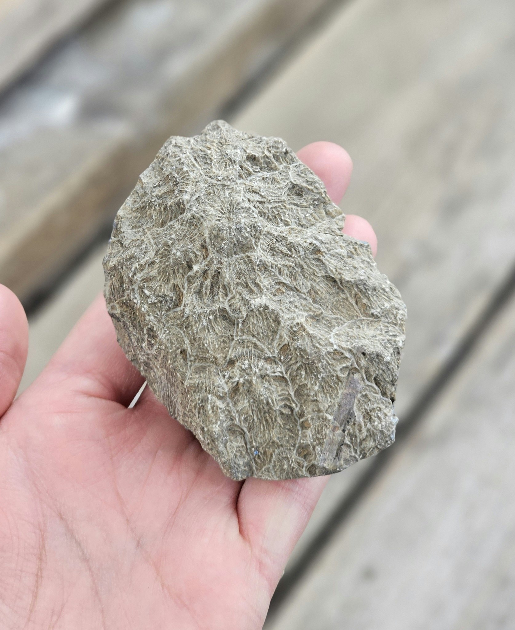Förstenad Korall fossil (Hexagonaria) #12